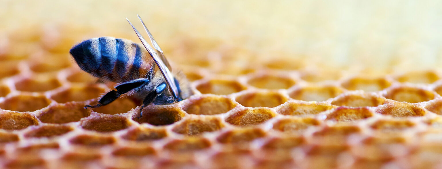 Bee on flower representing ecosystem development